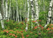 英雄联盟总决赛2025-死神镰刀寒光闪，杜兰特末节19分打崩76人，诠释何为关键先生