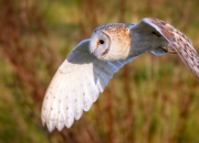 -阿坎吉奇迹，土耳其终场绝唱，一人扛起山河的重量