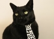 LOL赛事-巅峰之战，西亚卡姆斩落深圳，上海滩今夜唯一的主宰