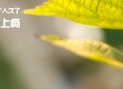 -冰川与森林的交响，芬兰坚韧战法下，加克波如何奏响攻防转换的终极乐章？