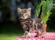 LOL决赛-当篮球场遇见国家德比，西亚卡姆的统治之夜