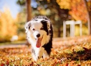 英雄联盟总决赛直播-当诺坎普的呐喊遇见三分雨，一场非虚构时间之外的篮球传奇