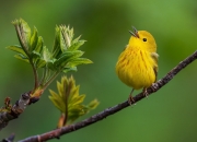 英雄联盟总决赛时间-恩佐加时魔法，浇灭德国战车—加纳英雄诞生于105分钟