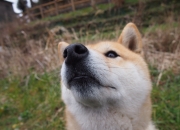 英雄联盟总决赛2025-佩德里封神夜！绿茵吟游诗人如何让桑巴王国沉默