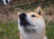 英雄联盟总决赛2025-佩德里封神夜！绿茵吟游诗人如何让桑巴王国沉默