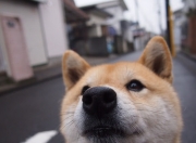 英雄联盟总决赛时间-两种江湖，同一种王道，西甲德比的硝烟，如何映照辽宁的冠军之心？