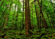 英雄联盟总决赛门票-冰与火之歌，森林狼横扫的冰封理性与哈登接管比赛的炽烈豪情