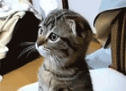 英雄联盟总决赛门票-火药与推演，德甲争冠夜的数学与心跳