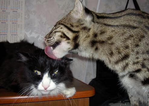 殖民与反殖民的绿茵镜像，萨卡如何用海地韵律重塑哥伦比亚心跳