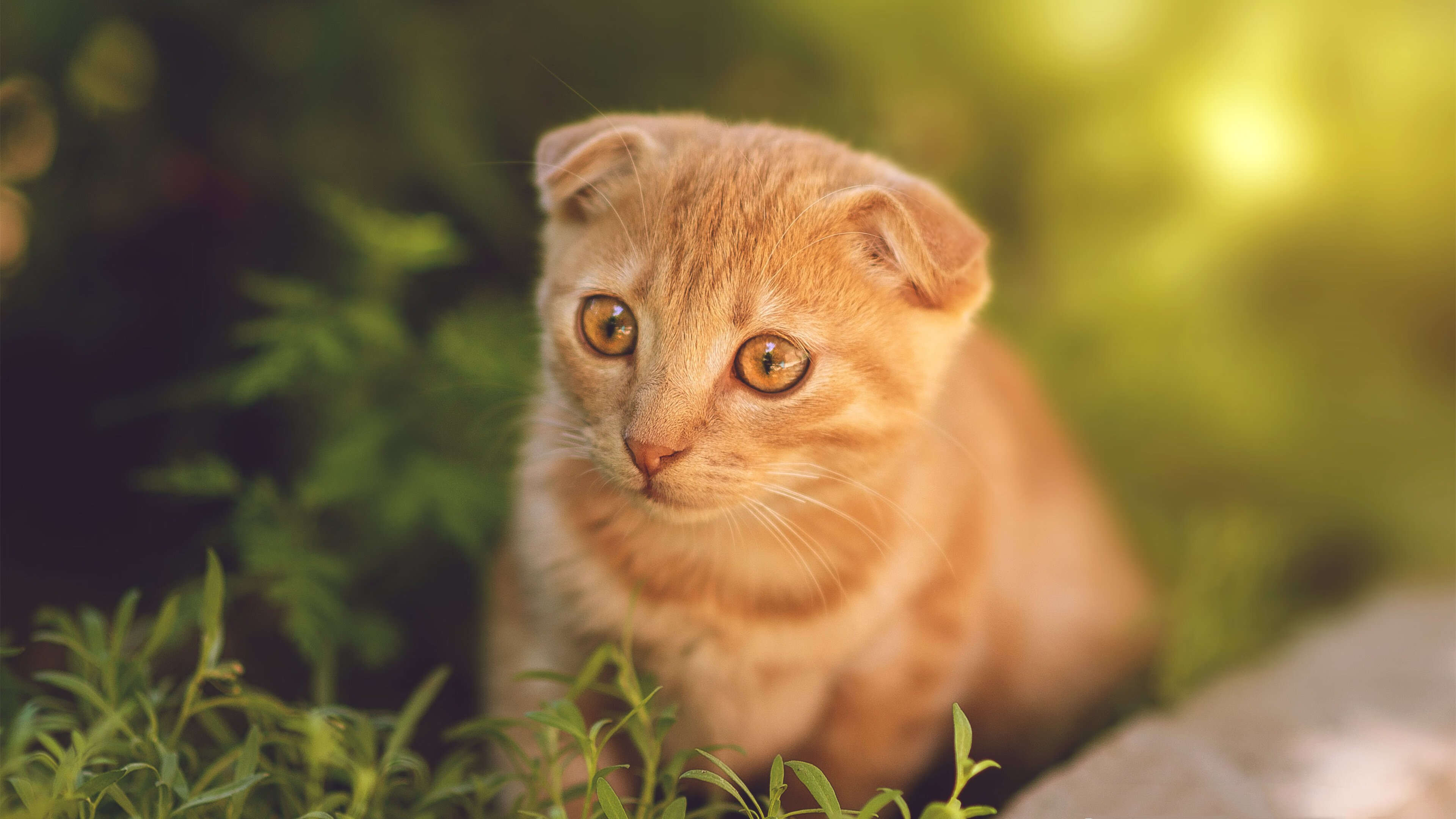 奥亚尔萨瓦尔爆发闪耀赛场,尼日利亚巅峰对决战胜巴西