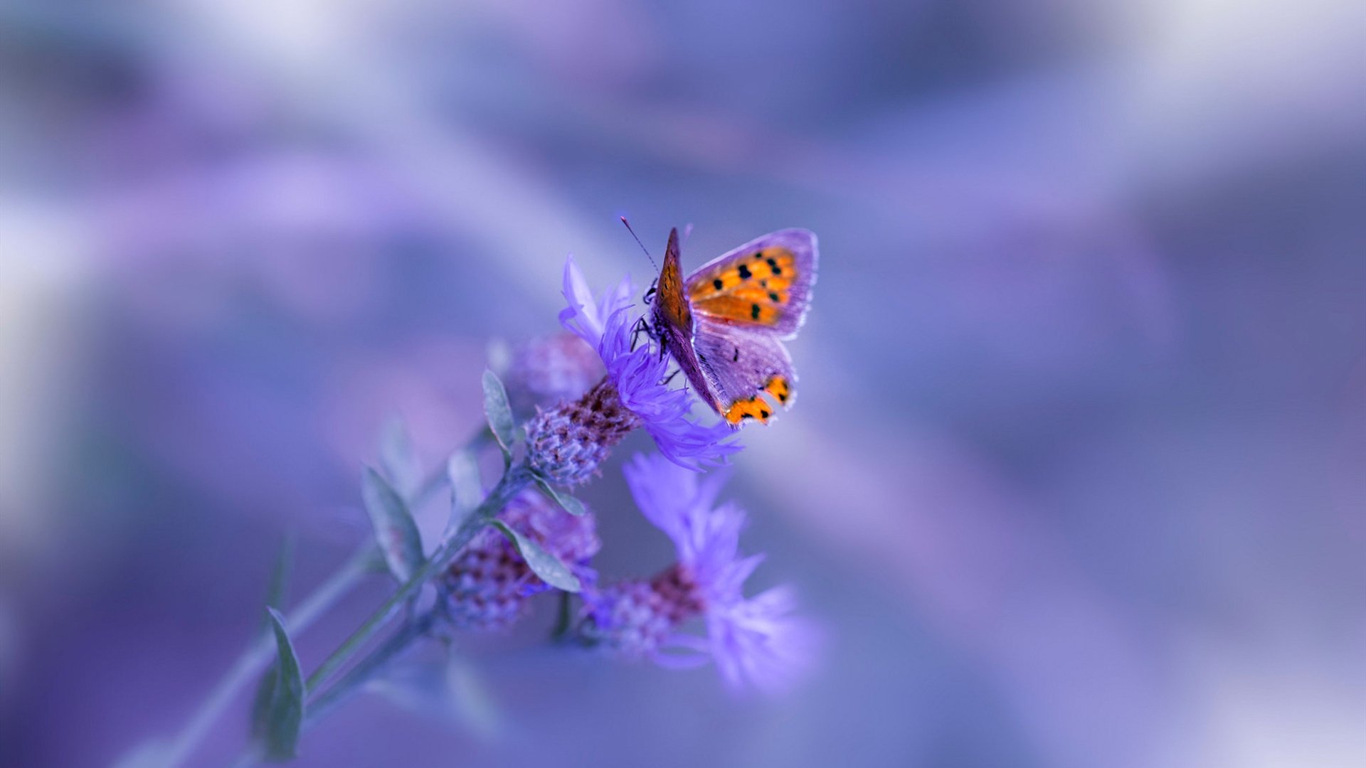 舞台越大越强,黄喜灿罗马斩落沙特的传奇之战