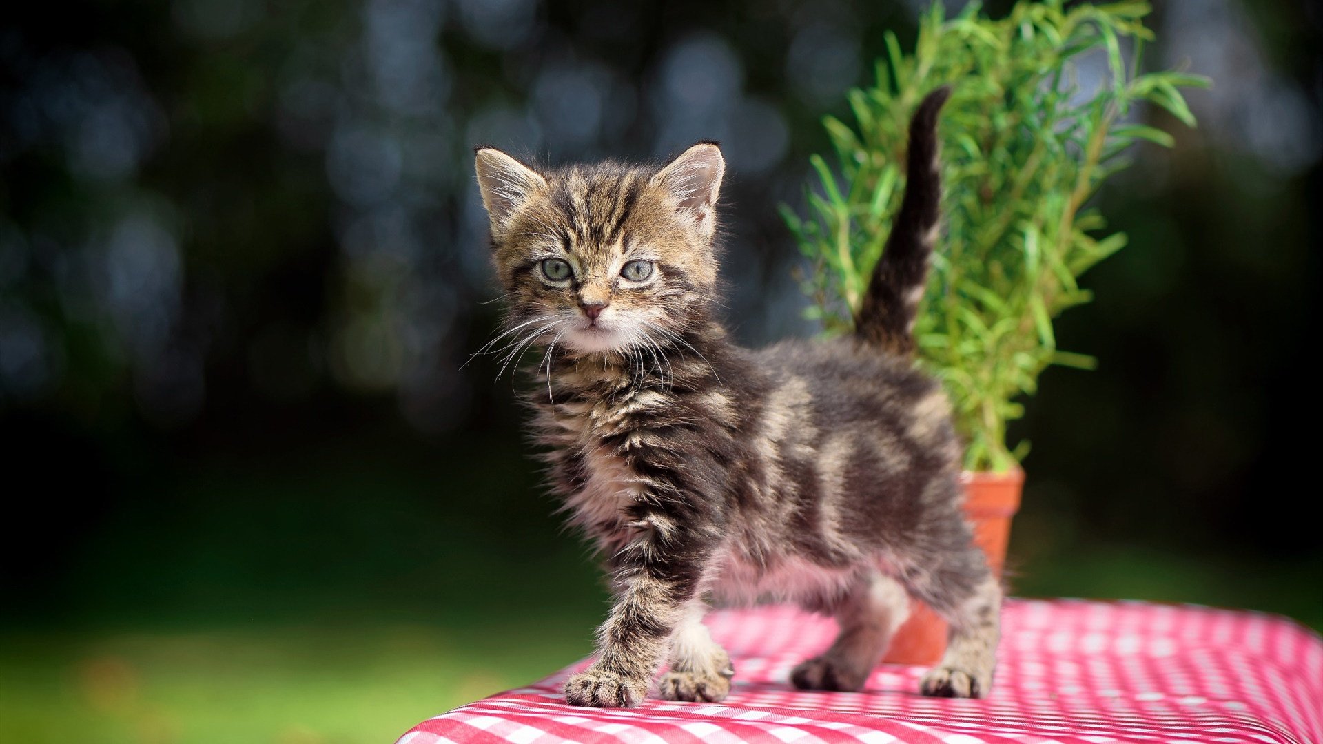 当篮球场遇见国家德比，西亚卡姆的统治之夜