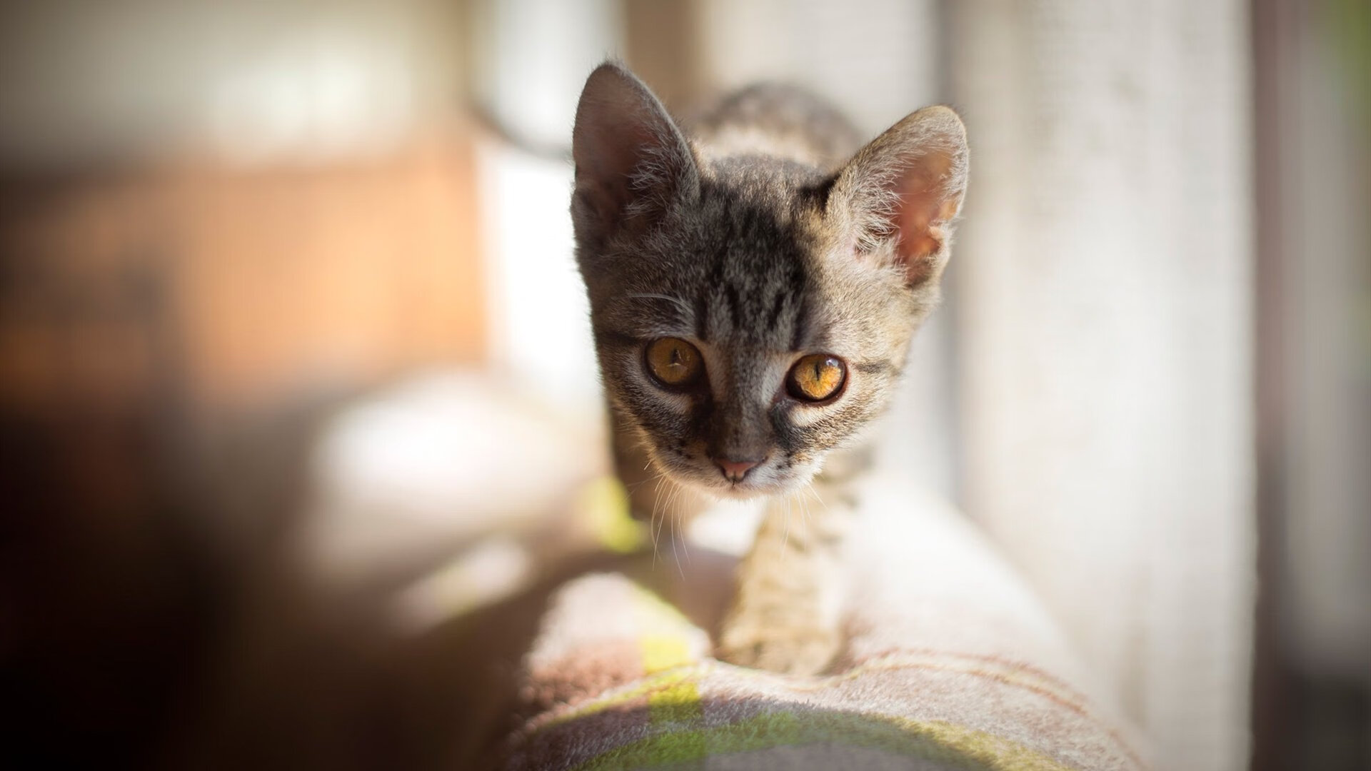 保罗独舞巅峰之夜，篮网跨联盟生死战力克广东队