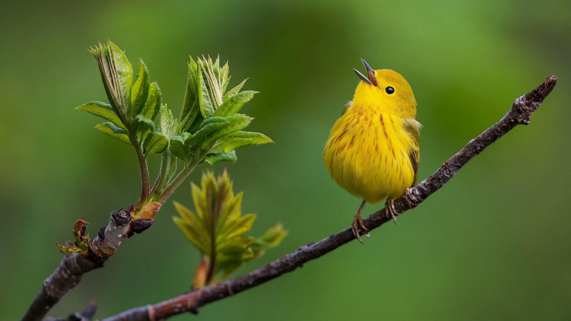 恩佐加时魔法，浇灭德国战车—加纳英雄诞生于105分钟