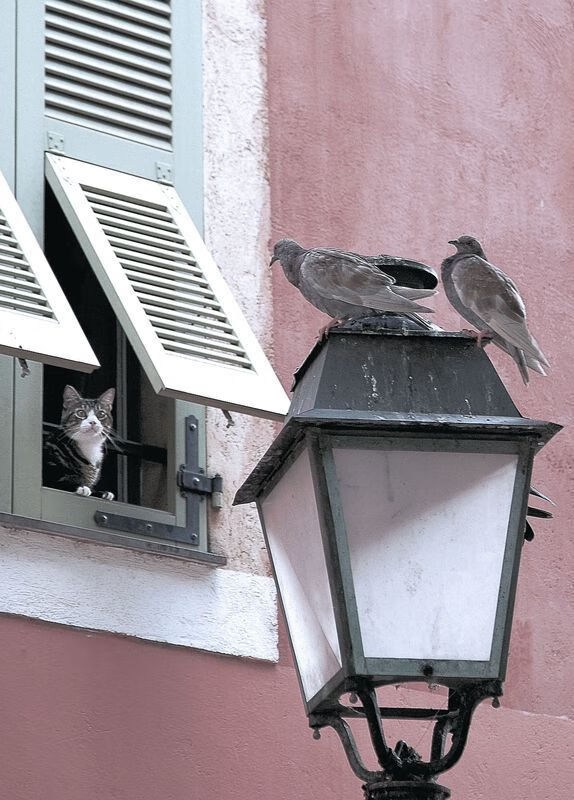 恩佐加时魔法，浇灭德国战车—加纳英雄诞生于105分钟