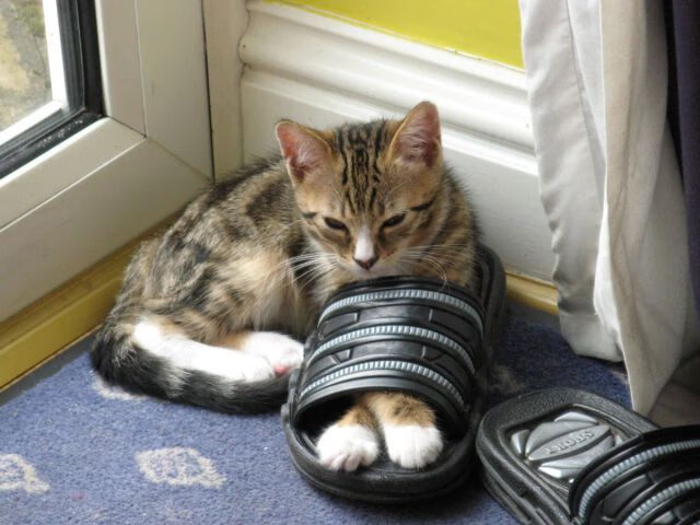 决胜时刻，詹姆斯关键一投定乾坤，公牛力压广厦展雄风