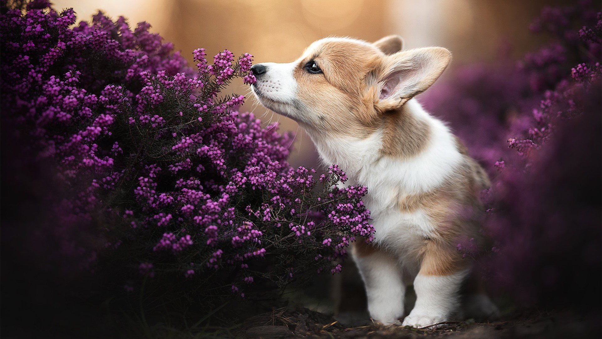 双重证明，当巴斯托尼冲破标签，毕尔巴鄂击穿钢铁防线