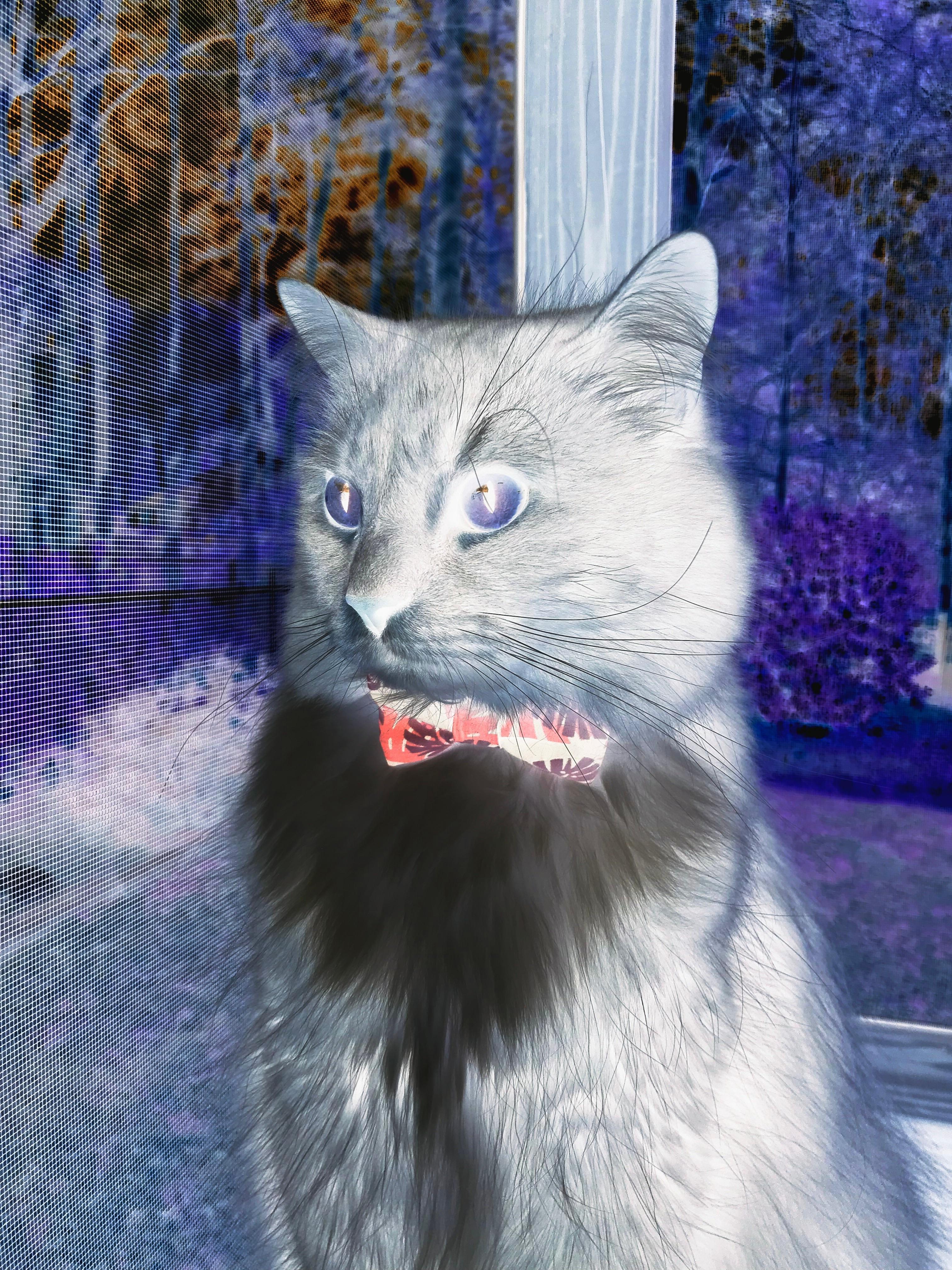 跨洋联动，杰伦格林爆发启示录，独行侠与浙江队的殊途同归