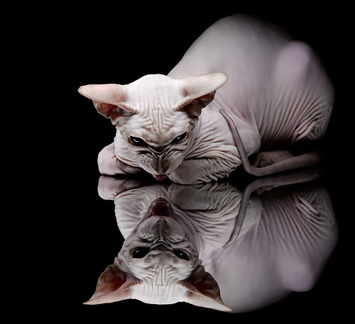 塞维利亚上演终场绝杀，卡拉斯科一锤定音成英雄