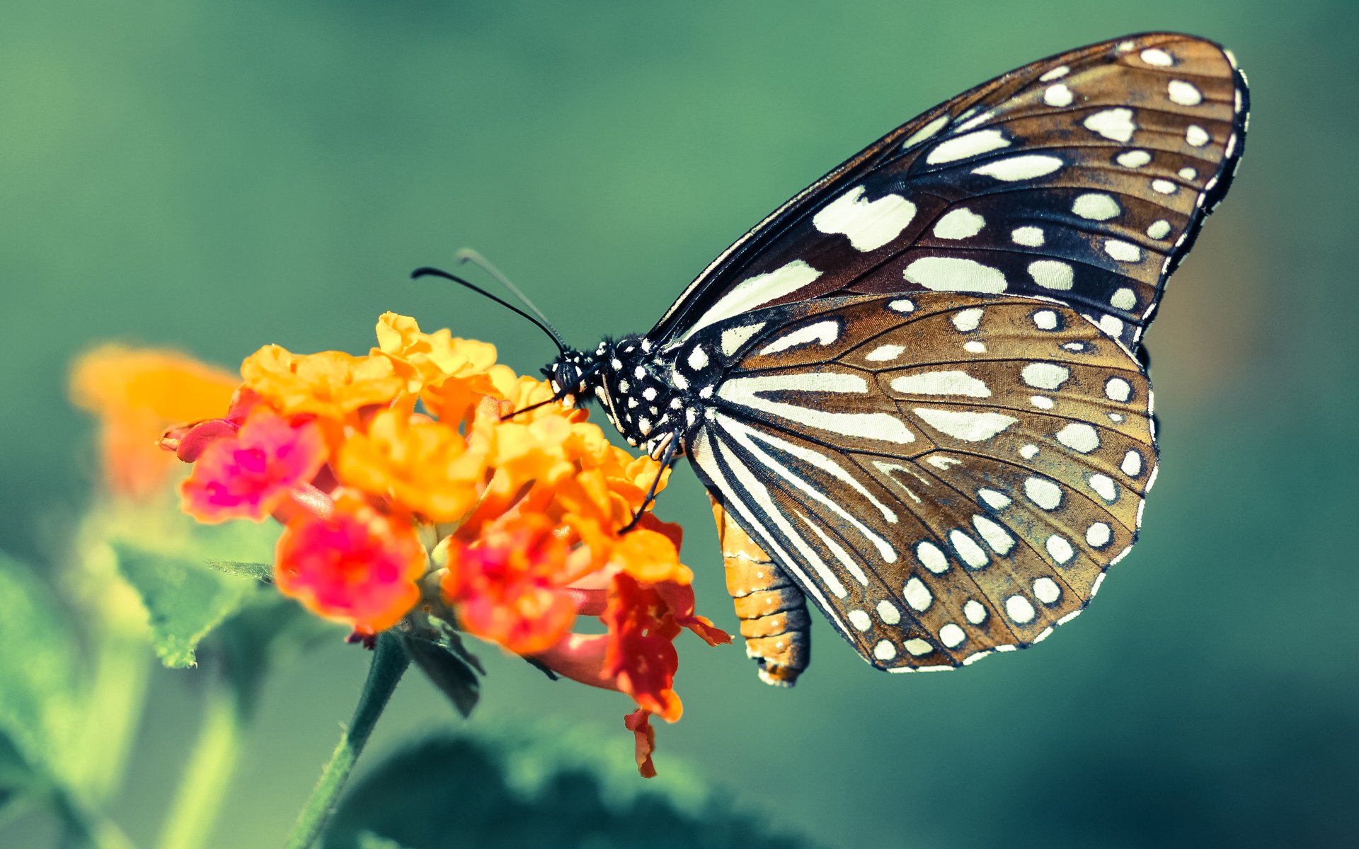 聚光灯下的珍珠，当塞内加尔遇见加拿大，坎特在更大的舞台上璀璨