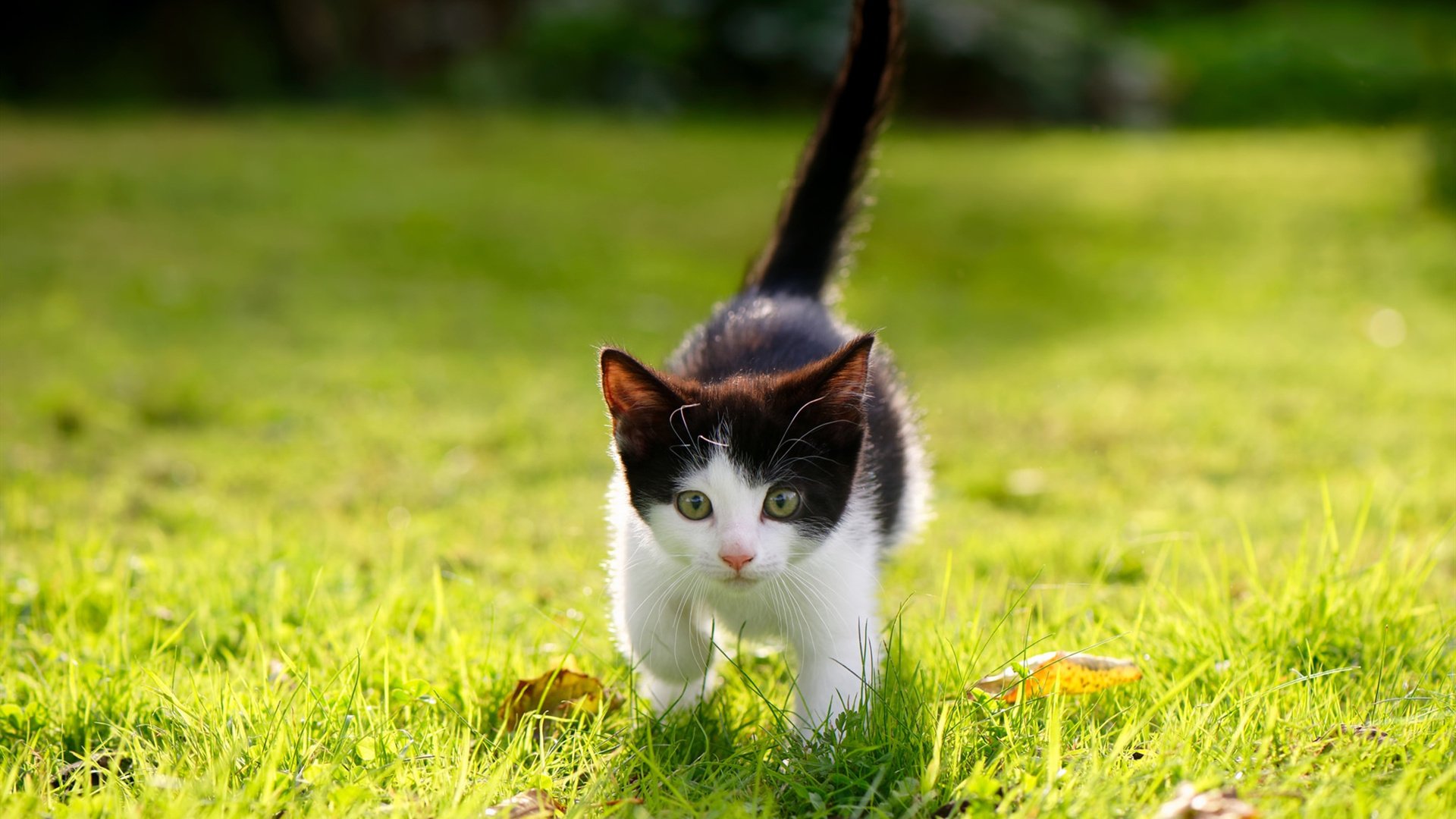 北非沙漠的惊雷，当突尼斯用阿拉巴的左脚，在伯纳乌写下天方夜谭